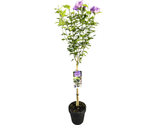 Hibiskusbusch im Topf mit lilafarbenen Blüten und grünen Blättern