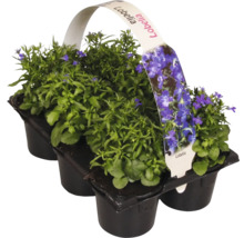 Lobelien Set in Pflanzschale