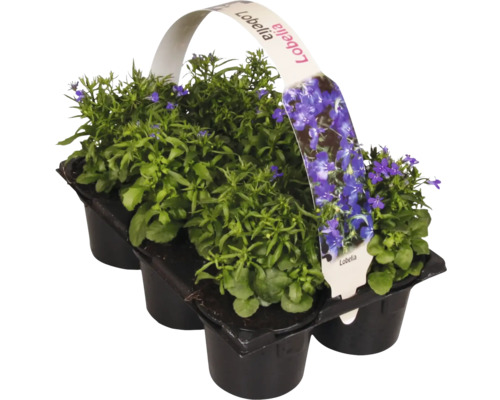 Lobelien Set in Pflanzschale