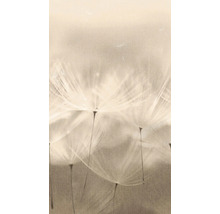 Nahaufnahme von Pusteblumen