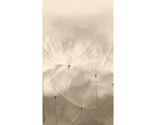 Fototapete Vlies Digitaldruck 203801 Dandelion 3-tlg. 159x 280 cm Nahaufnahme von Pusteblumen
