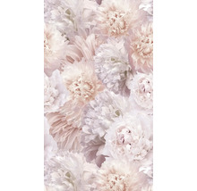 Nahaufnahme von Pfingstrosenblüten