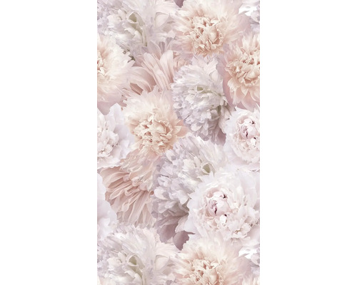 Nahaufnahme von Pfingstrosenblüten