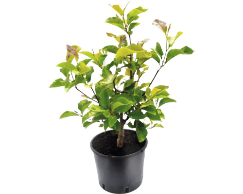 Magnolie im Topf mit grünen Blättern