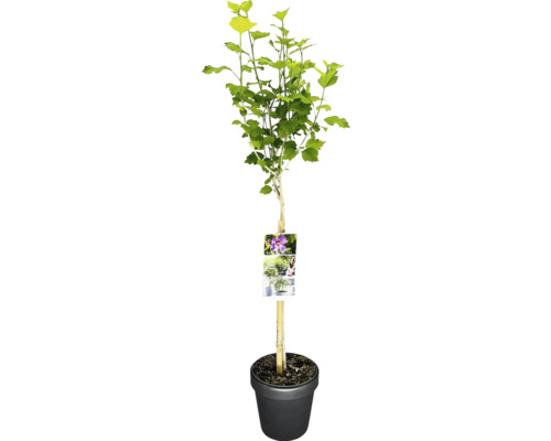 Garteneibisch Stamm FloraSelf Hibiscus syriacus 'Walberton's Rose' Stammhöhe 50 cm Co 3 L, einfache Blüten