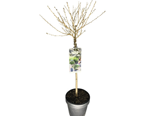 Zwergkirsche Stamm FloraSelf Prunus incisa 'Brillant' Stammhöhe 50 cm Co 3 L Kugel-Felsenbirne im Topf ohne Blätter