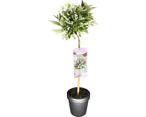Zwerg Sommerflieder, Schmetterlingsflieder Stämmchen FloraSelf Buddleia davidii 'Butterfly Candy Lila Sweetheart' Stammhöhe 50 cm Co 3 L Schmetterlingsflieder im Topf mit Pflanzenetikett