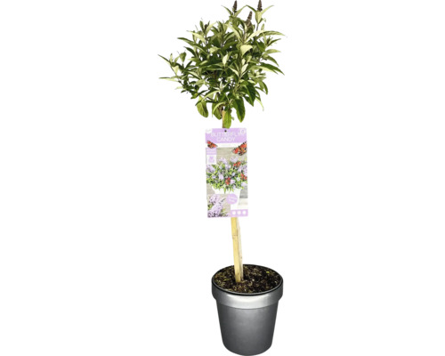Zwerg Sommerflieder, Schmetterlingsflieder Stämmchen FloraSelf Buddleia davidii 'Butterfly Candy Little Lila ' Stammhöhe 50 cm Co 3 L Schmetterlingsflieder im Topf mit Pflanzenetikett