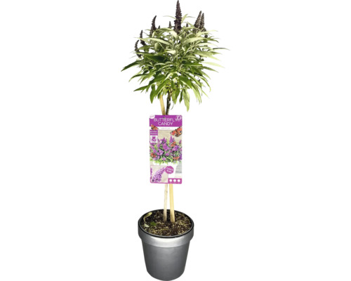 Zwerg Sommerflieder, Schmetterlingsflieder Stämmchen FloraSelf Buddleia davidii Butterfly Candy ® 'Little Purple' Stammhöhe 50 cm Co 3 L Schmetterlingsflieder ''Butterfly Candy'' im Topf