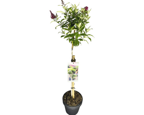 Zwerg-Schmetterlingsflieder, Zwerg-Sommerflieder Stamm FloraSelf Buddleja davidii Butterfly Candy ® 'Little Ruby' Stammhöhe 50 cm Co 3 L Schmetterlingsflieder als Hochstamm im Topf
