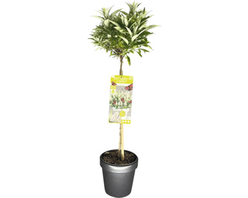 Zwerg-Schmetterlingsflieder, Zwerg-Sommerflieder Stamm FloraSelf Buddleja davidii Butterfly Candy ® 'Little White' Stammhöhe 50 cm Co 3 L Schmetterlingsflieder im Topf mit Pflanzenetikett
