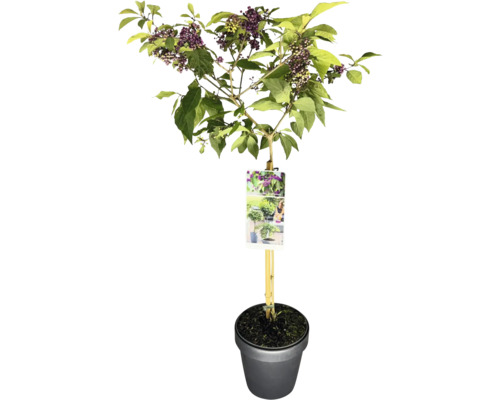 Schmetterlingsflieder im Topf mit Blättern und lila Blüten