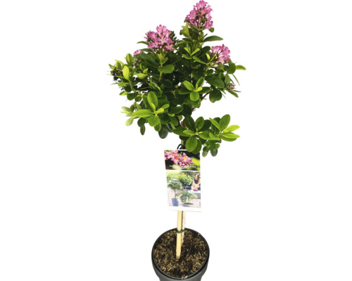 Andenstrauch 'Pink Elle' Stamm FloraSelf Escallonia ‘Pink Elle‘ Stammhöhe 50 cm Co 3 L Andenstrauch 'Pink Elle' Stamm FloraSelf Escallonia ‘Pink Elle‘ Stammhöhe 50 cm Co 3 L