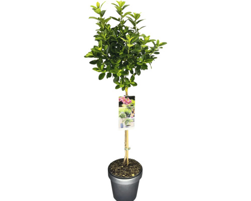 Buchsbaum auf Stamm im Topf