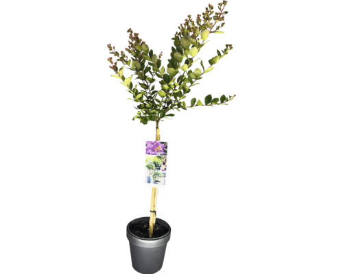 Toskana-Flieder, Indischer Flieder Stamm FloraSelf Lagerstroemia indica 'With Love® Eternal' Stammhöhe 50 cm Co 3 L Kreppmyrte im Topf mit Stützpfahl und Pflanzenetikett