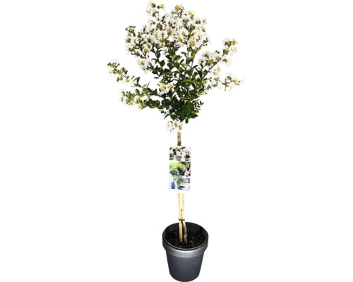 Toskana-Flieder, Indischer Flieder Stamm FloraSelf Lagerstroemia indica 'With Love® Virgin' Stammhöhe 50 cm Co 3 L Kreppmyrte im Topf mit weißen Blüten und grünen Blättern