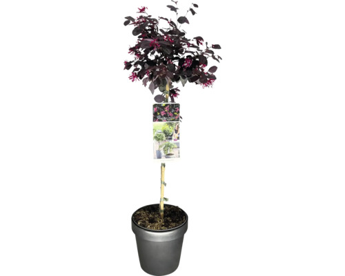 Riemenblüte FloraSelf Loropetalum chinense 'Black Pearl'® Stammhöhe 50 c Co 3 L Chinesische Strauchweiche ''Black Pearl'' im Topf