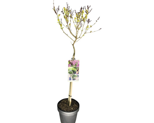 Zwerg-Flieder Stamm FloraSelf Syringa meyeri Flowerfesta 'Purple' Stammhöhe 50 cm Co 3 L Zierbaum im Topf mit Stützstab
