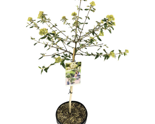 Osterschneeball Stamm FloraSelf Viburnum burkwoodii 'Conoy' Stammhöhe 50 cm Co 3 L Gelb blühender Strauch im Topf