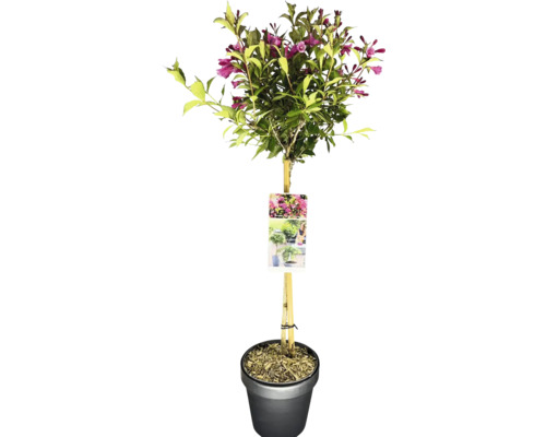 Zwerg-Weigelie Stamm FloraSelf Weigela florida 'Minuet' Stammhöhe 50 cm Co 3 L Blütenstrauch auf Stamm im Topf
