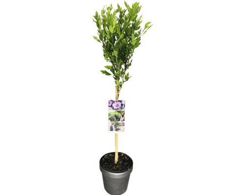Garteneibisch Stamm FloraSelf Hibiscus syriacus 'Oiseau Bleu' Stammhöhe 50 cm Co 3 L Hibiskusstrauch im Topf mit Pflanzenetikett