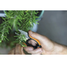 Eine Person schneidet Rosmarin mit einer Gartenschere.