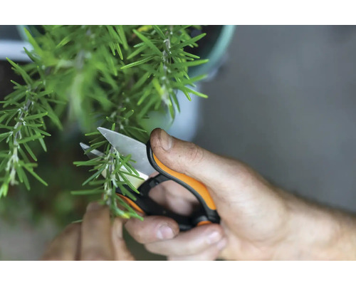 Eine Person schneidet Rosmarin mit einer Gartenschere.
