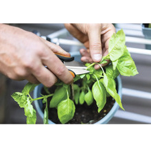 Eine Person schneidet Basilikum mit einer Gartenschere.