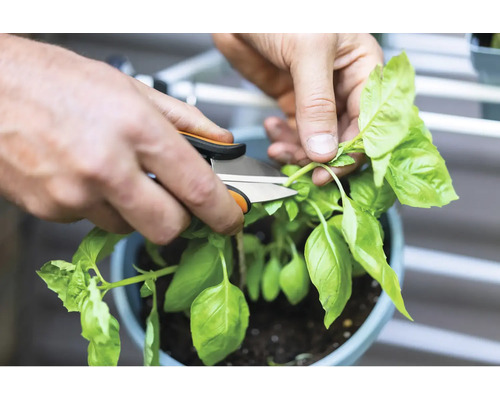 Eine Person schneidet Basilikum mit einer Gartenschere.