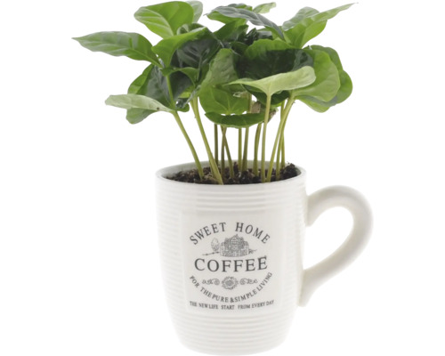 Echte Kaffeepflanze im Kaffeetasse FloraSelf Coffea arabica H ca. 15 cm Ø 9 cm Übertopf