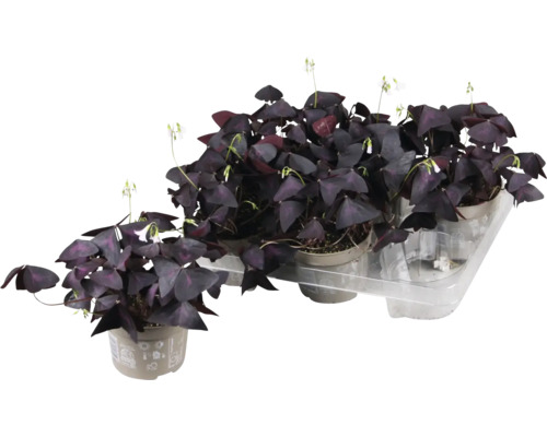Sauerklee, Roter Glücksklee lila FloraSelf Oxalis Ikigai purple Ø 12 cm Topf, Laubschön