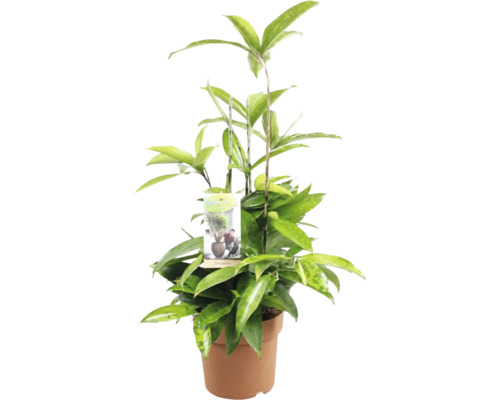 Drachenbaum FloraSelf Dracaena surculosa H 60 cm Ø 17 cm Topf