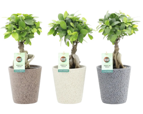 Chinesische Feige FloraSelf Ficus microcarpa Ginseng inkl. Keramik Übertopf Nature Stone Ø 13 cm, sortiert Chinesische Feige FloraSelf Ficus microcarpa Ginseng inkl. Keramik Übertopf Nature Stone Ø 13 cm, sortiert