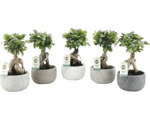 Chinesische Feige FloraSelf Ficus microcarpa Ginseng inkl. Keramik Übertopf Classic Stone Ø 16 cm, sortiert