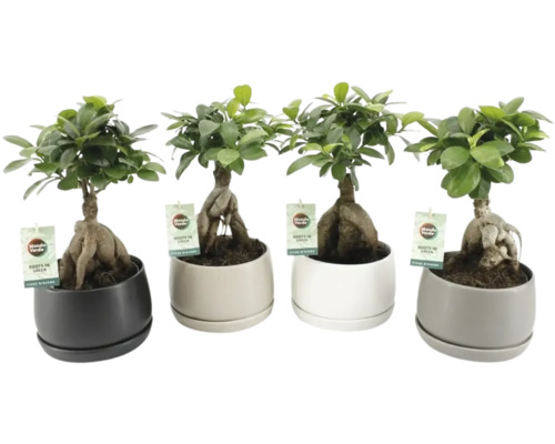 Chinesische Feige FloraSelf Ficus microcarpa Ginseng inkl. Keramik Übertopf Shengzi Ø 16 cm, sortiert