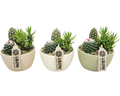 Zimmerpflanzen Arrangement Kakteen FloraSelf Ø 14 cm Schale pastel
