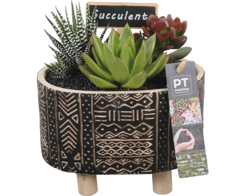 Zimmerpflanzen Arrangement Sukkulente FloraSelf Ø 12 cm Topf Leon oval