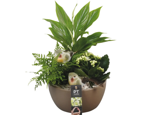 Zimmerpflanzen Arrangement Emillia FloraSelf Ø 20 cm