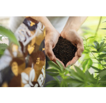 Hände halten Blumenerde neben einem Sack Blumenerde