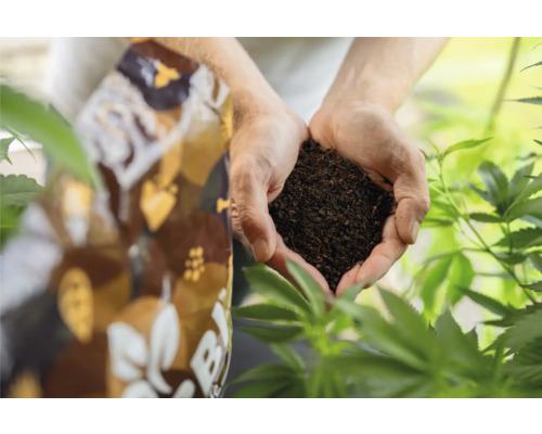 Hände halten Blumenerde neben einem Sack Blumenerde