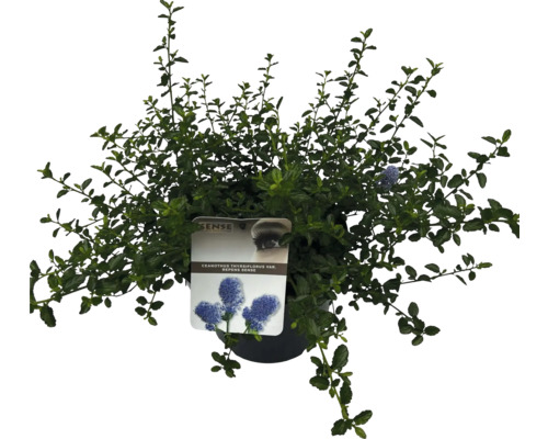 Kriechende Säckelblume FloraSelf Ceanothus thyrsiflorus var. Repens Co 5 L Blauhügel Säckelblume im Topf
