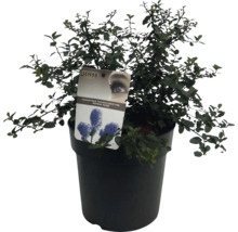 Blauhügel Kriechspindel im Topf