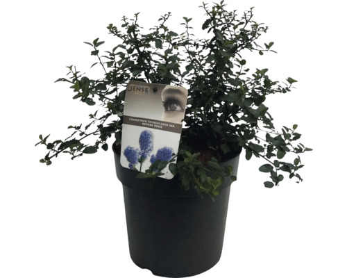 Blauhügel Kriechspindel im Topf
