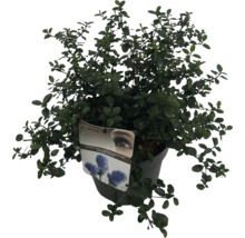 Blauer Zierstrauch Ceanothus thyrsiflorus var. Repens Sense im Topf