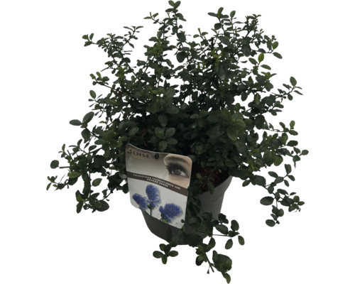Blauer Zierstrauch Ceanothus thyrsiflorus var. Repens Sense im Topf