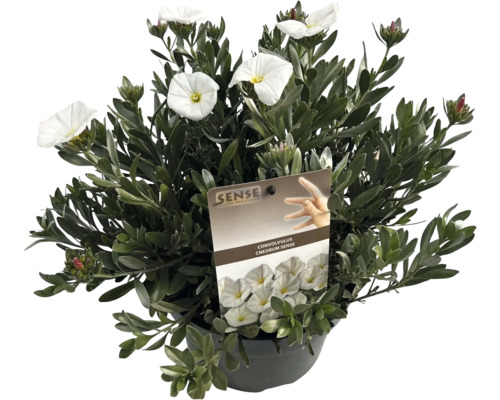 Silberwinde in einem Topf mit weißen Blüten.