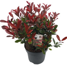 Photinia Fraseri im Topf mit roten und grünen Blättern