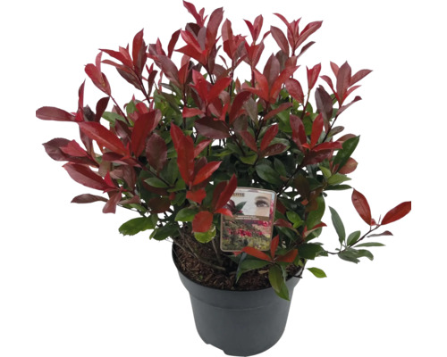 Photinia Fraseri im Topf mit roten und grünen Blättern
