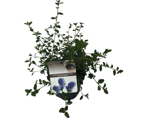 Kriechende Säckelblume FloraSelf Ceanothus thyrsiflorus var. Repens H 20-30 cm Co 2 L Kriechende Säckelblume FloraSelf Ceanothus thyrsiflorus var. Repens H 20-30 cm Co 2 L