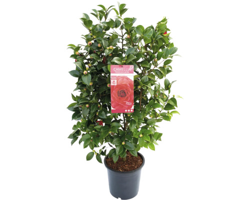 Kamelienpflanze im Topf mit Etikett